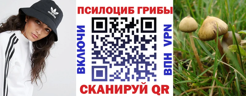 Псилоцибиновые грибы Cubensis  Купить закладки  Мглин 